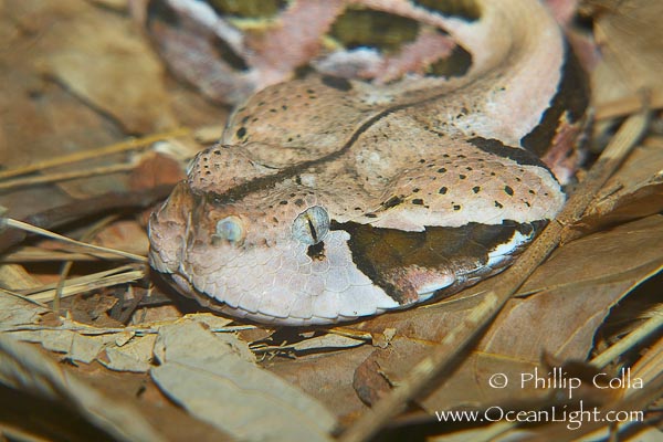 Gaboon Viper3.jpg [98 Kb]